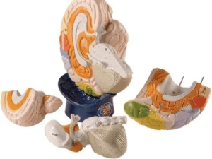 CEREBRO FUNCIONAL GIGANTE