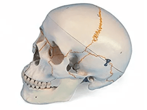 CALAVERA CLASICA NUMERADA